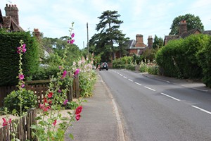 26-06-2025, Heel veel stokrozen langs de weg