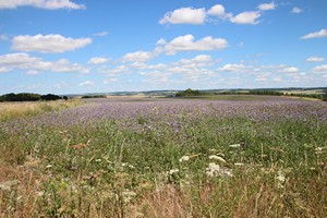 28-06-2025, Veld met Phacelia, eenjarige bijenplant/groenbemester